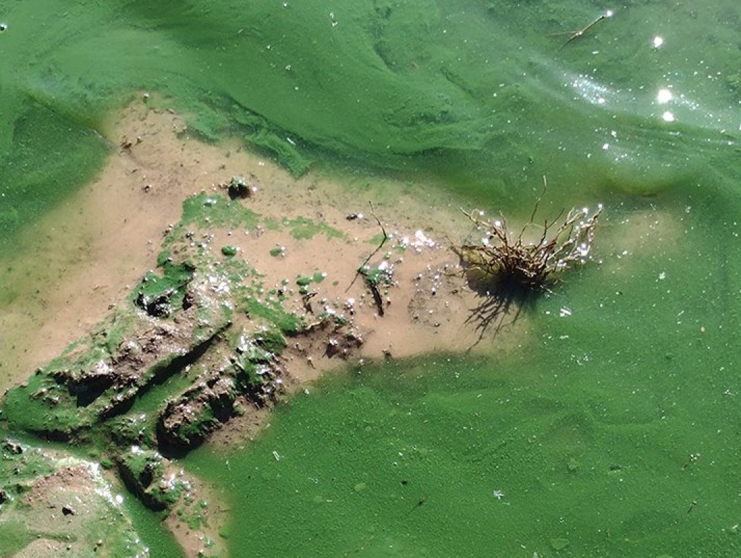 Summer is the time to watch out for algae blooms in ponds