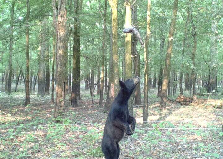 Black bears increasing, study finds