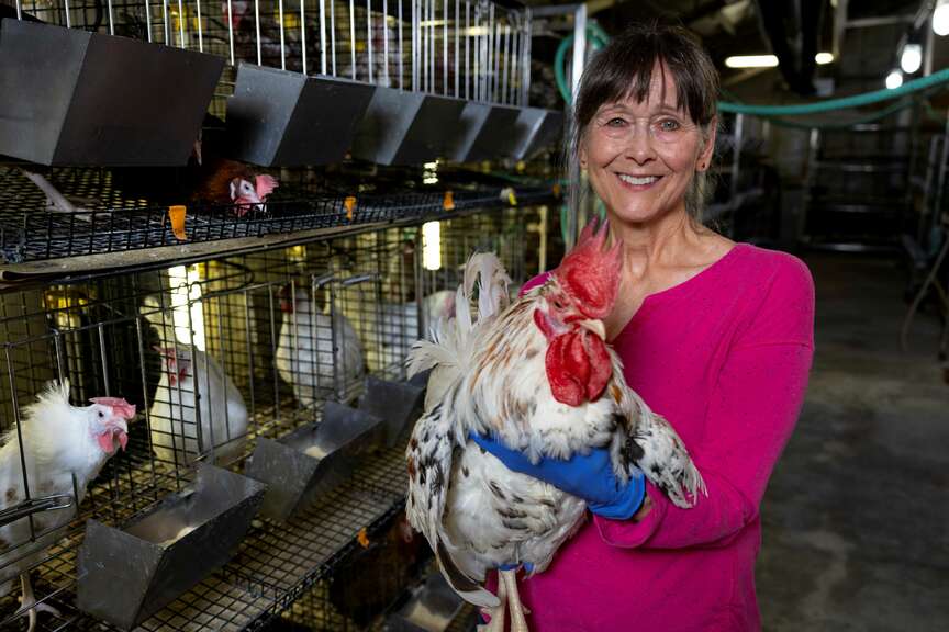 Chicken breed study aids vitiligo research