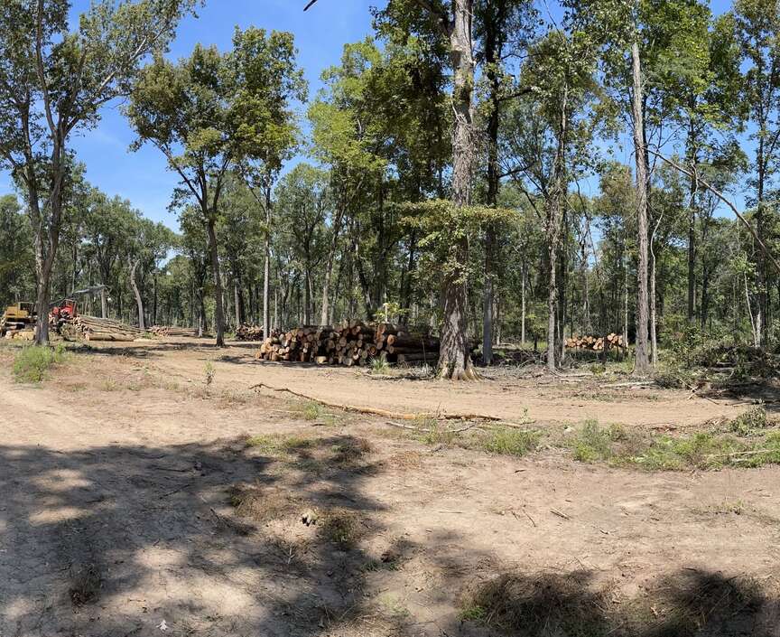 Tree removal ongoing to benefit Bayou Meto