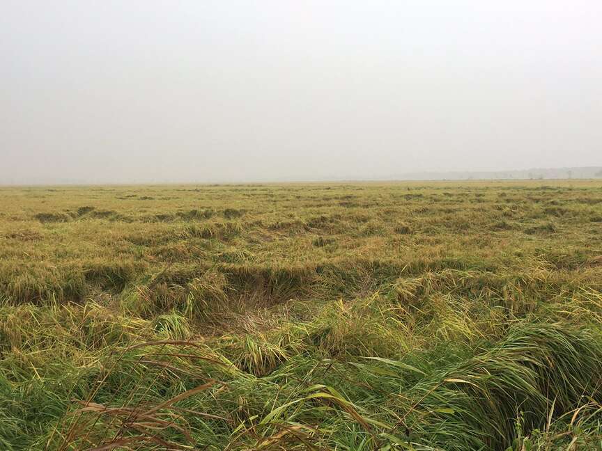 Francine’s timing worst for crop harvest season