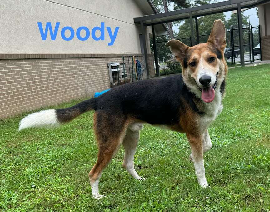 Meet Woody