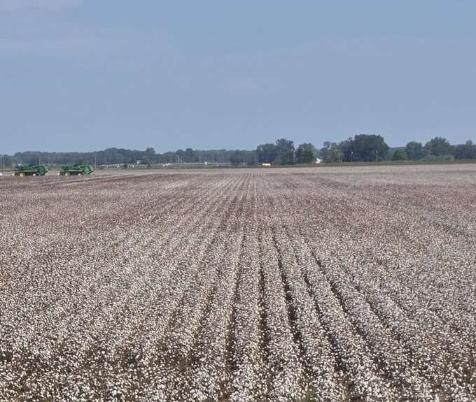 Possible strike to affect cotton