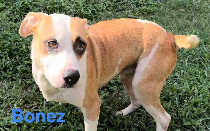 Meet Bonez