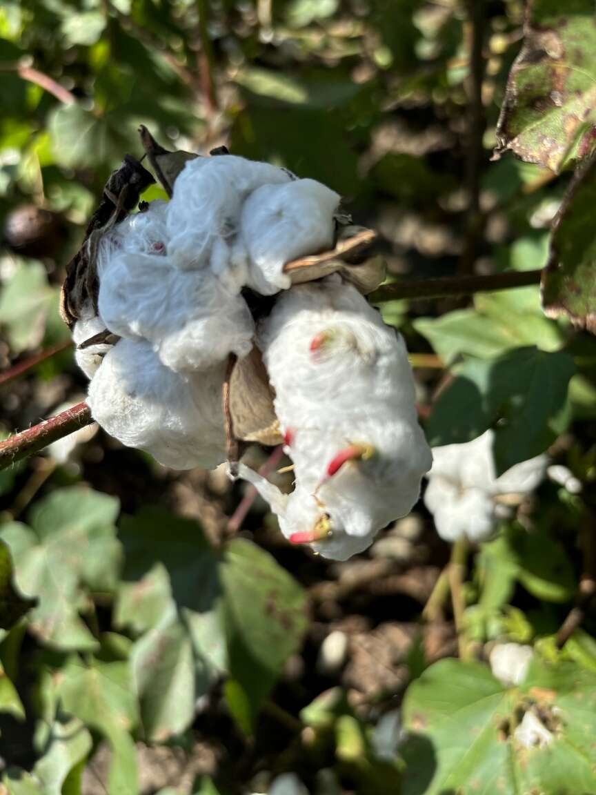 Peanut, cotton crops assessed after storms