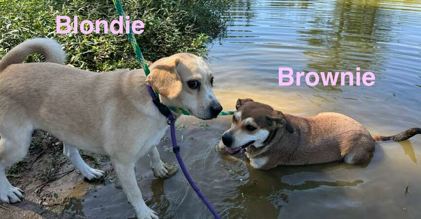 Meet Blondie and Brownie