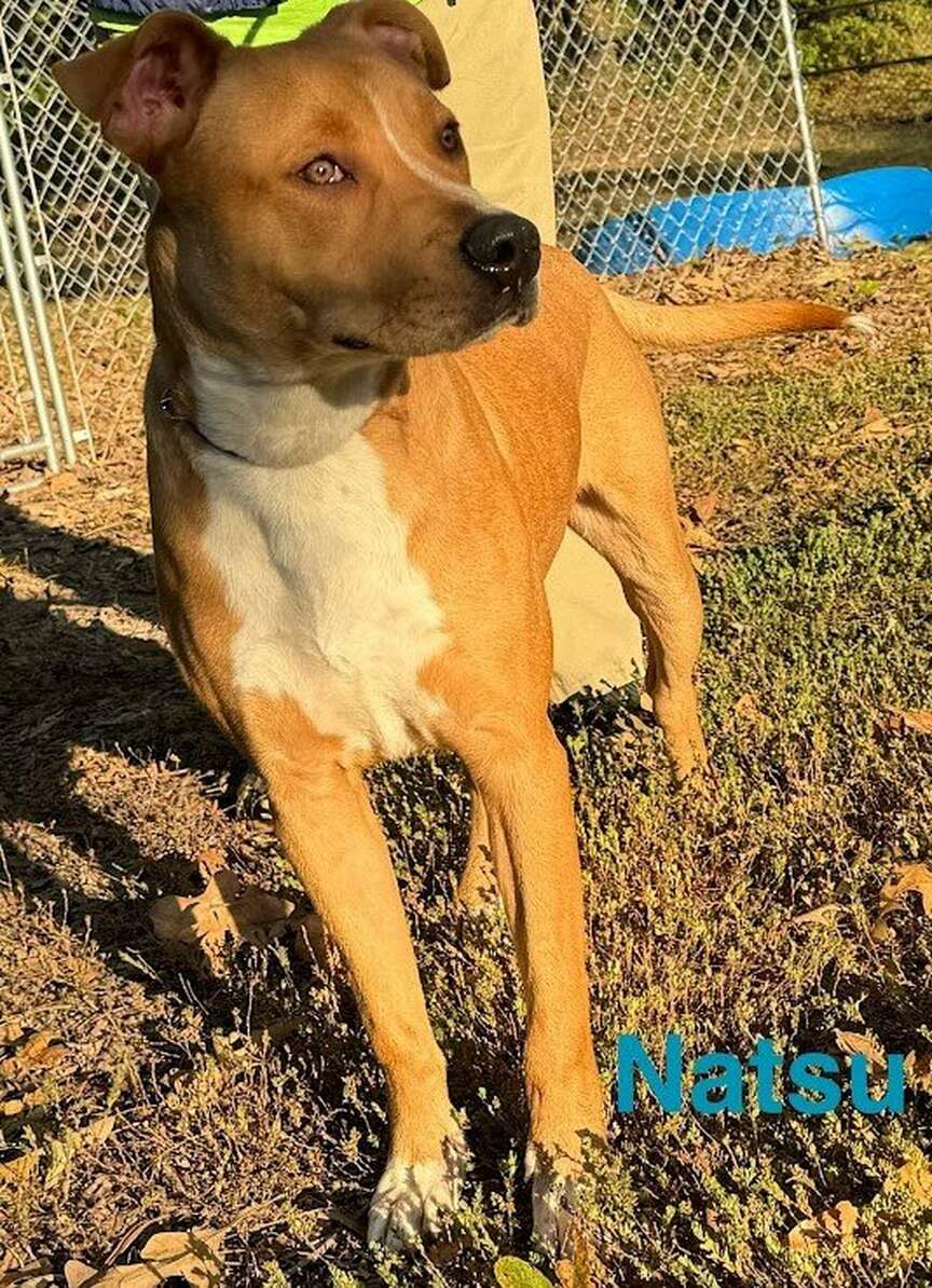 Meet Natsu