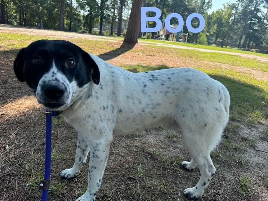 Meet Boo