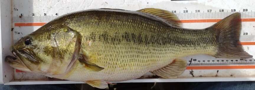 Simple techniques aid gauging fishery health