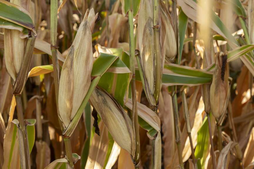 Mexico ban on modified corn is research subject