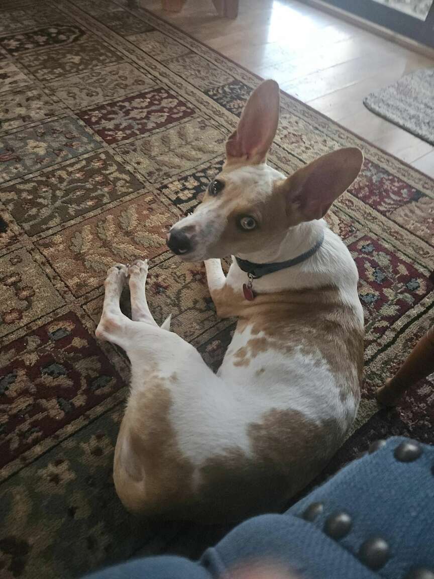 Meet Paloma