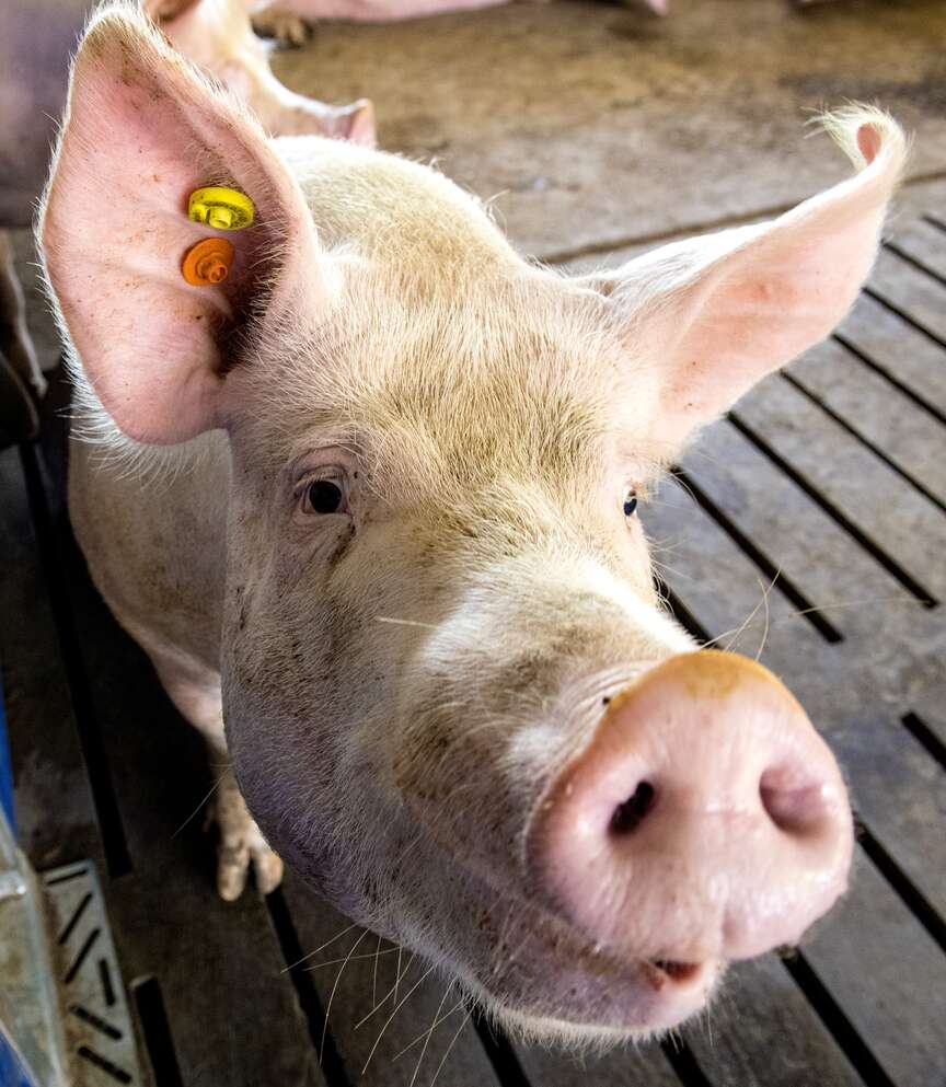 Probiotic developed in Arkansas research lab showing promise in feeds