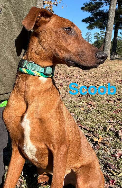 Meet Scoob