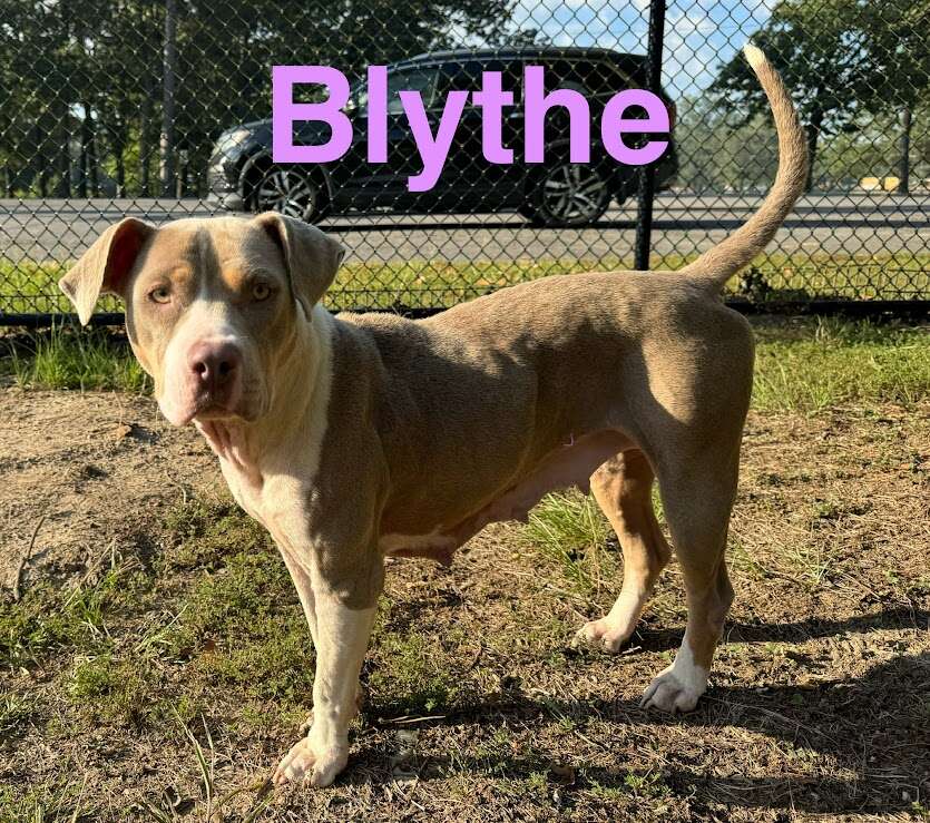 Meet Blythe