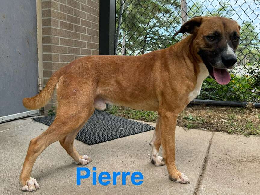 Meet Pierre