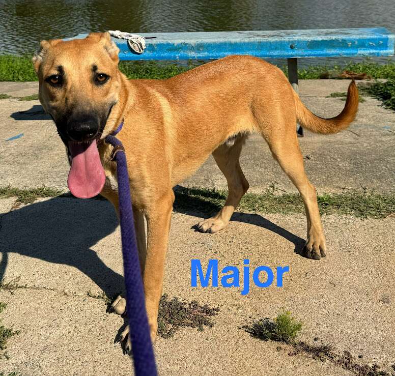 Meet Major