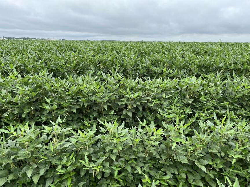Soybean yields flourish as profits dip