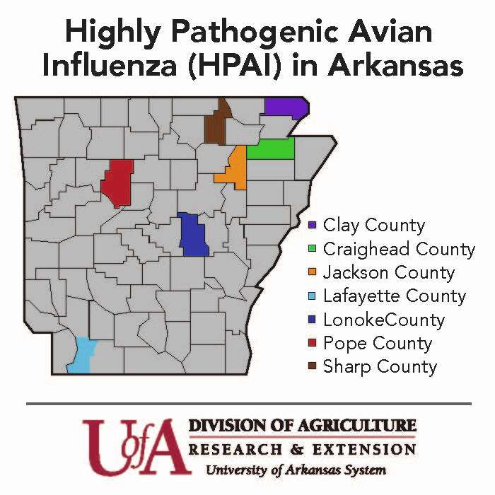 Veterinarian warns of bird flu risk after cases seen in state