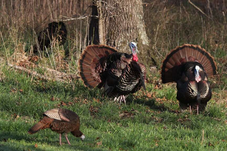 WMA Turkey permit window nears