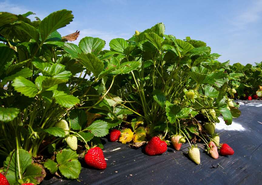 Disease, dry soil threaten berries in Arkansas
