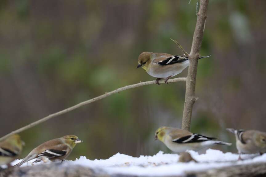 Helping wildlife weather the cold