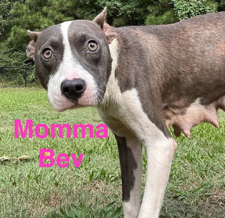 Meet Momma Bev