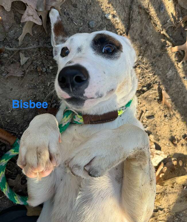Meet Bisbee