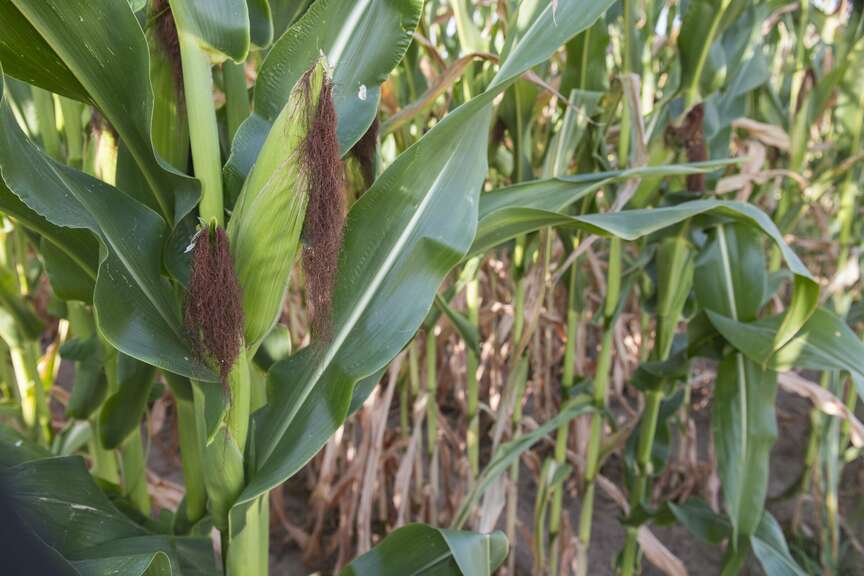 State corn yields near record number in 2024