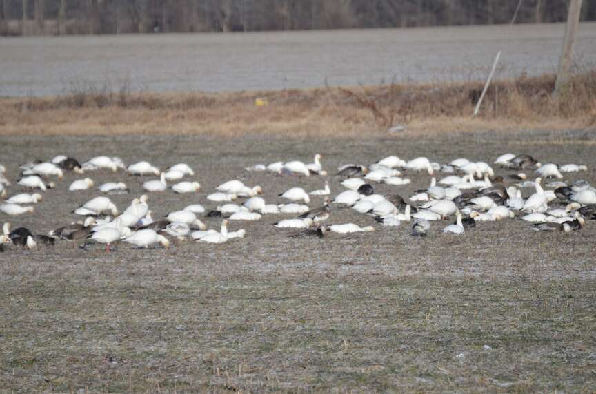 Game & Fish surveys state’s waterfowl