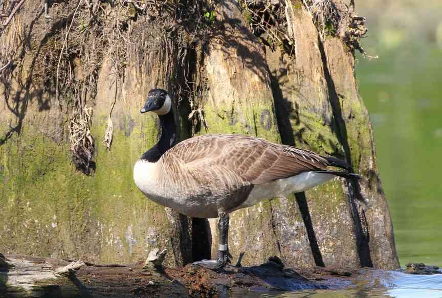 Nature app goes statewide