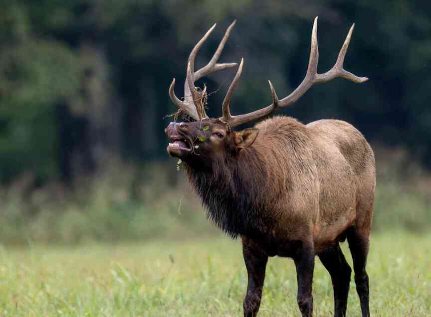 20 elk taken in 2024 season