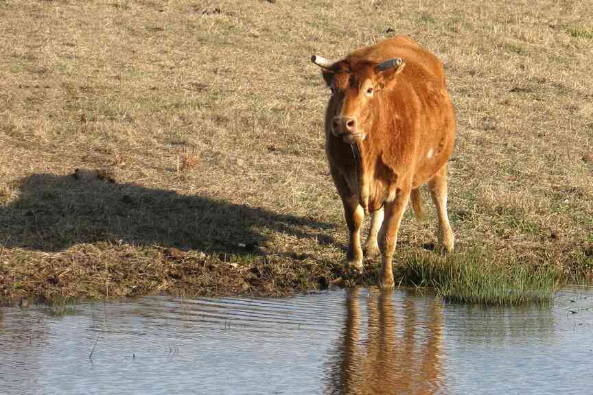 Cattle farming difficult in 2024