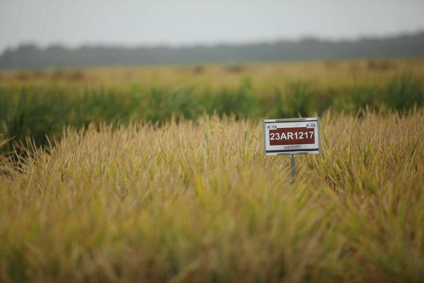Farmers quit before ’25 grow season