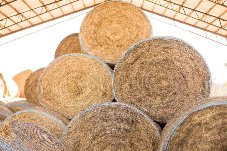 Output of hay in state climbs