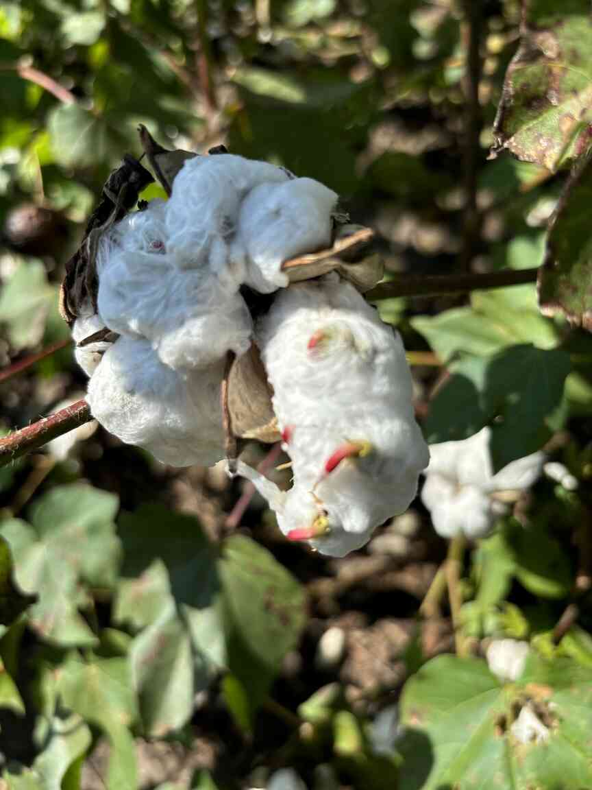 Cotton took hit from ’24 weather
