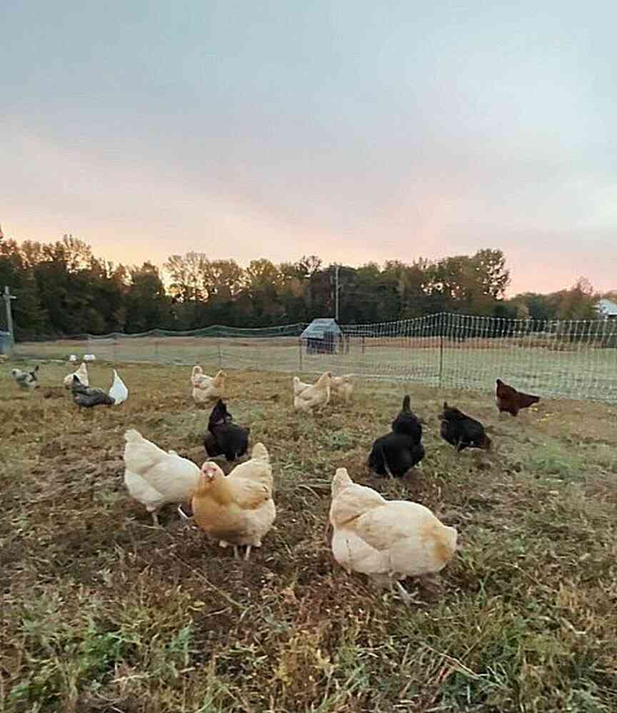 Prices for eggs likely to come back down