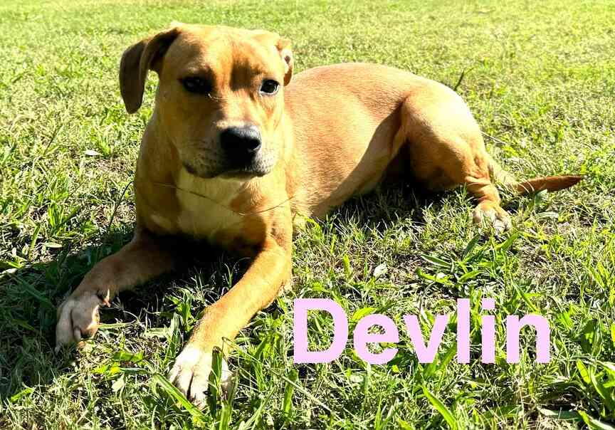 Meet Devlin