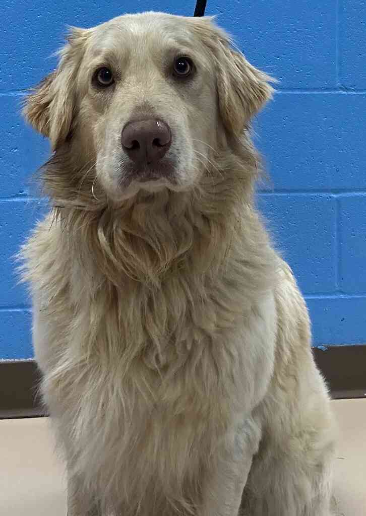 Meet Blanco