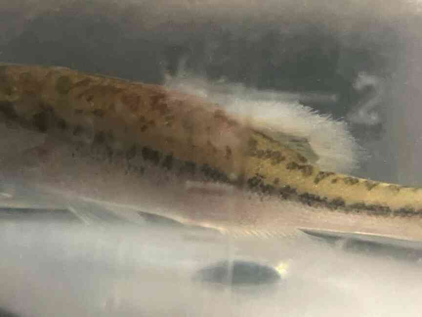 Cold weather puts fish at fungal infection risk