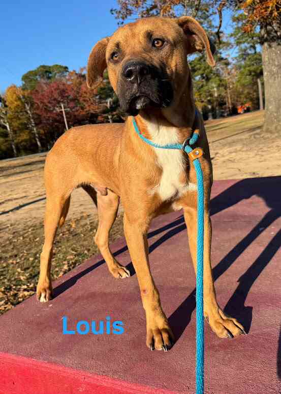 Meet Louis