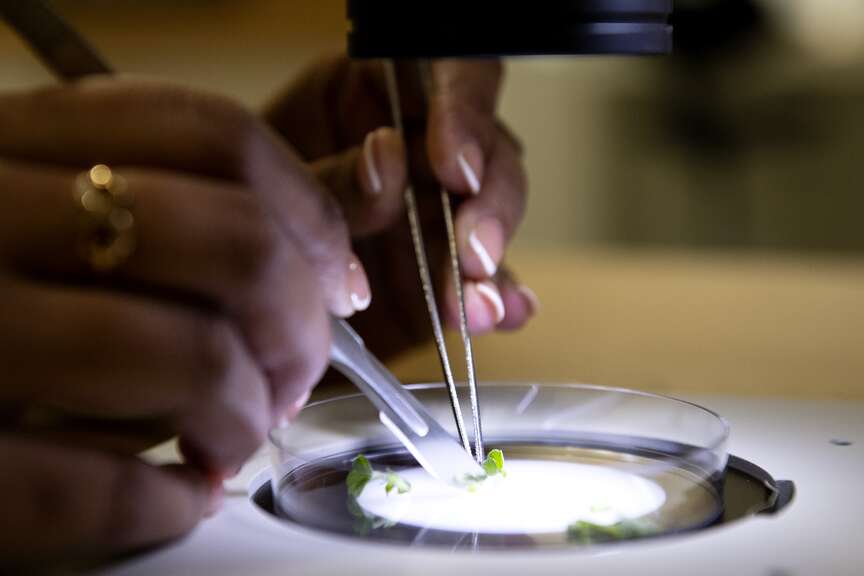 Plant scientists bust ‘phantom agents’