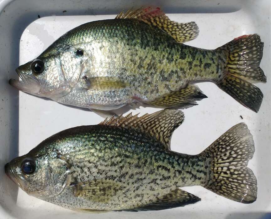 Expert offers advice for stocking crappie