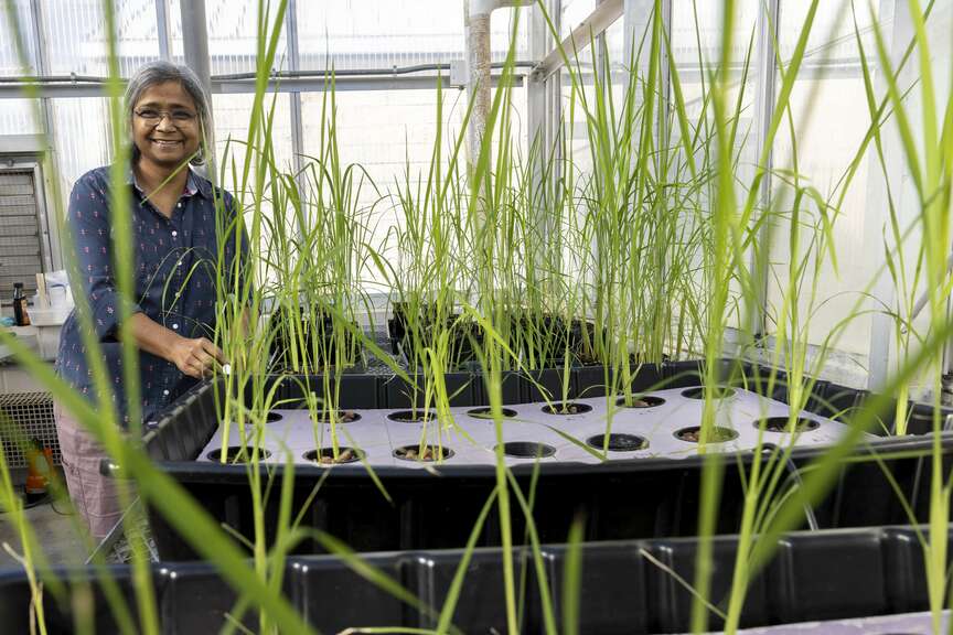 Research looks at rice stress at night