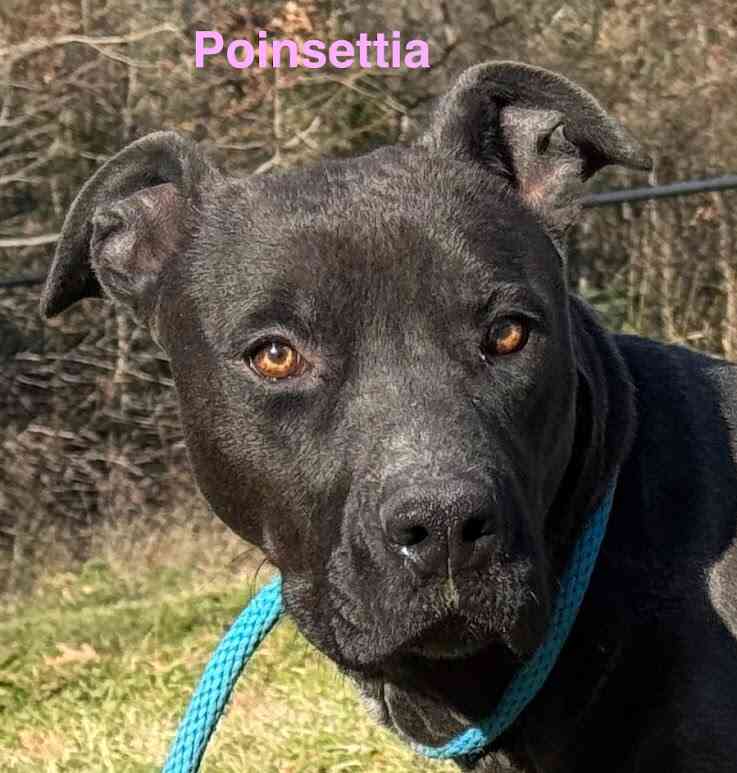 Meet Poinsettia
