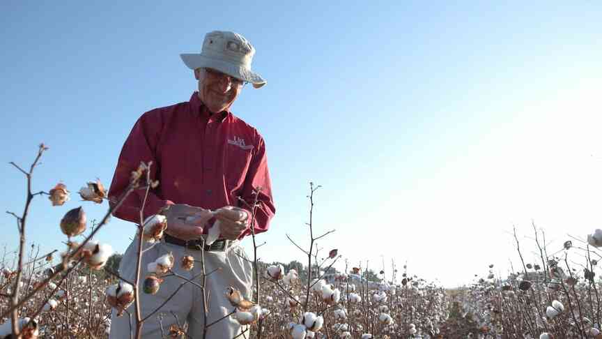Cotton scoring system revised