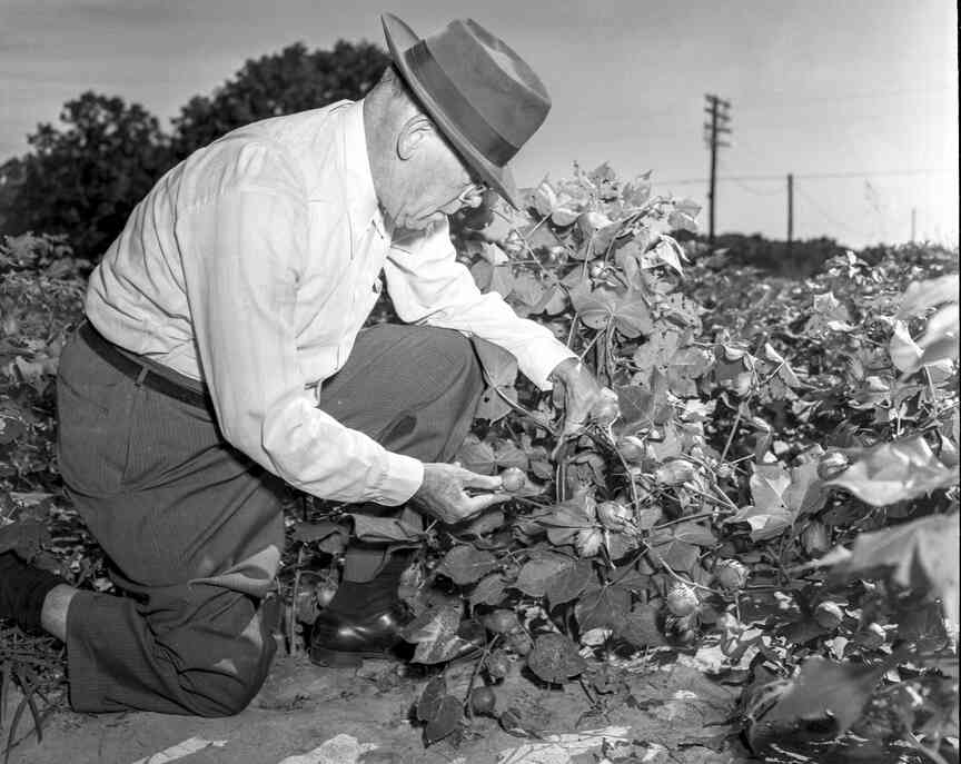 Rare book on cotton made accessible