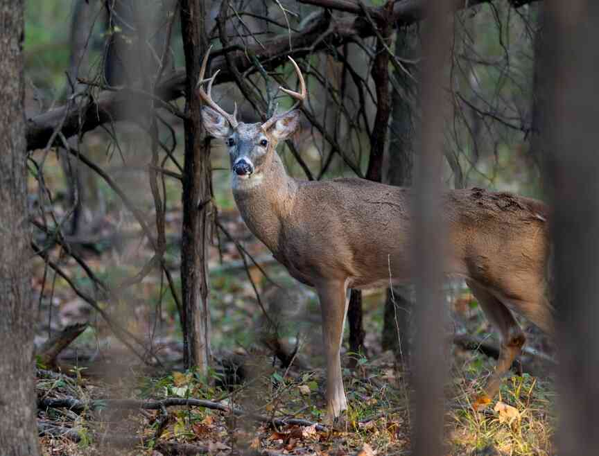 Hunters hit more deer last season