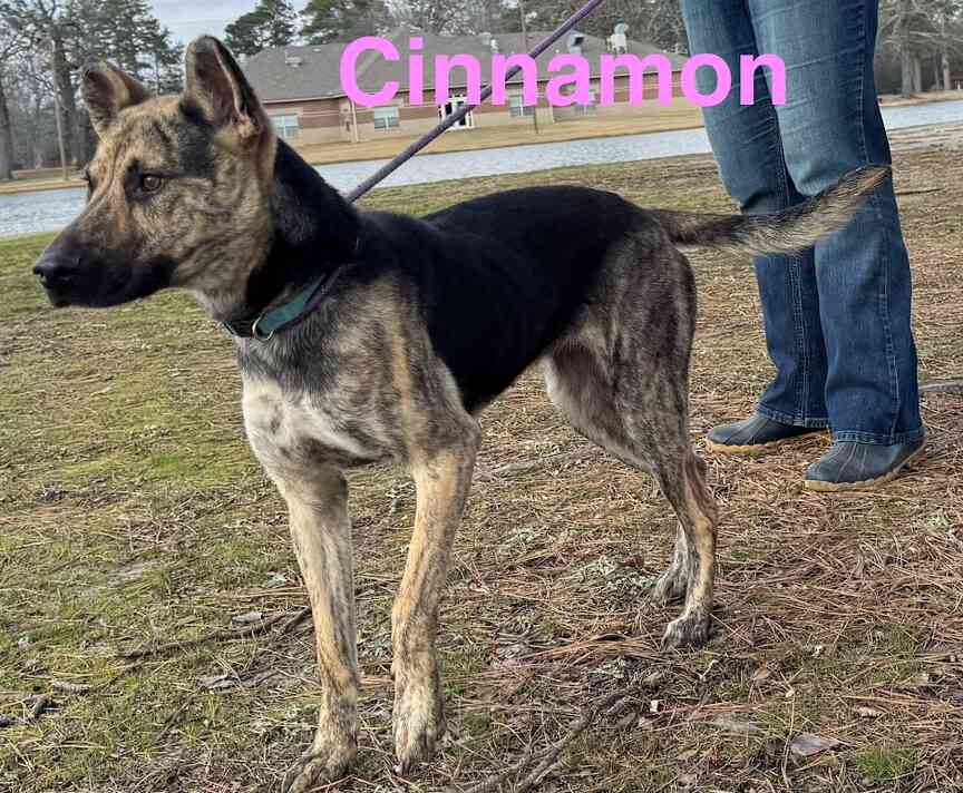 Meet Cinnamon