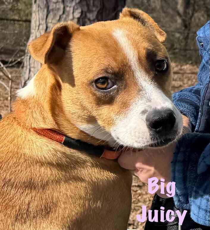 Meet Big Juicy