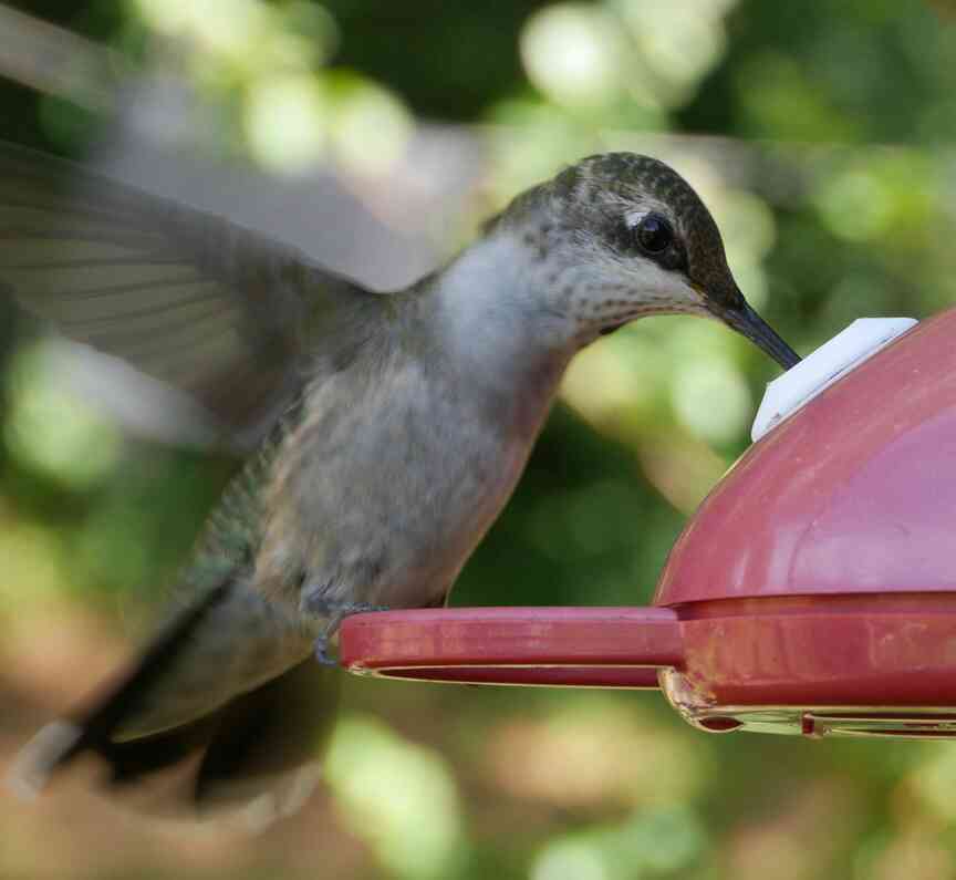 Hummingbird needs call for feeders earlier